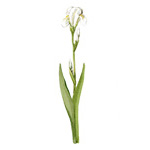 Iris germanica cv. florentina